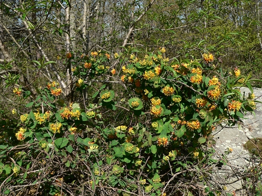 {Lonicera flava}